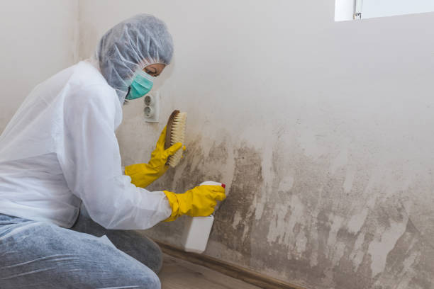Best Mold Testing and Inspection Services in Treasure Lake, PA